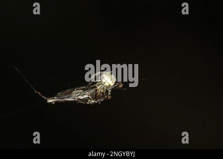 Orbweb spiders (Socca pustulosa) Stock Photo