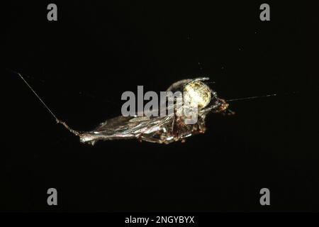 Orbweb spiders (Socca pustulosa) Stock Photo