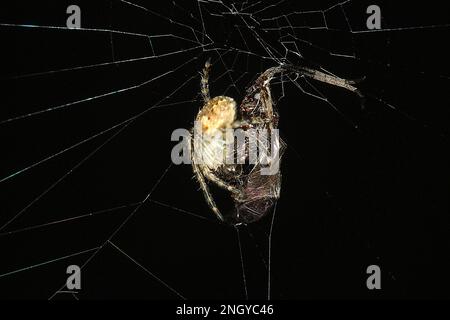 Orbweb spiders (Socca pustulosa) Stock Photo