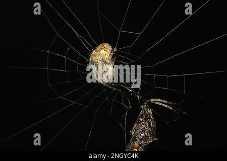 Orbweb spiders (Socca pustulosa) Stock Photo