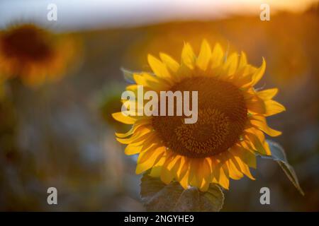 Beautiful sunflower garden. field of blooming sunflowers against the backdrop of sunset. The best kind of sunflower in bloom. Growing sunflowers to Stock Photo