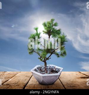Beautiful bonsai tree in pot on wooden table against blue sky Stock Photo