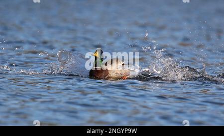 A drake mallard duck splashing down to land on a blue lake in winter Stock Photo