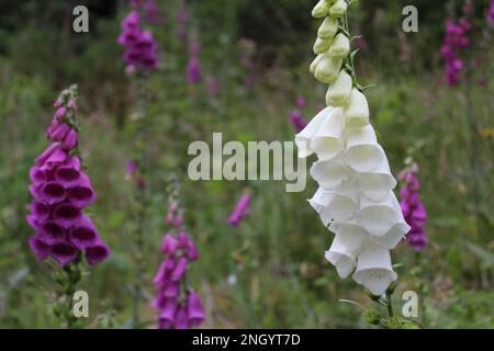 Purple (digitalis purpurea) and white foxgloves (Camelot White) blooming in lush wildflower meadow in Glentress Forest, the Scottish Borders. Stock Photo