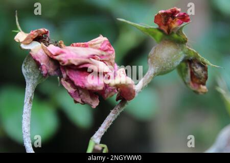 Two shriveled up, dried out, dead pink rose flowers still on the stem. Autumnal floral background concept wallpaper or screensaver Stock Photo