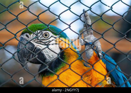 Macaw in a cage . Colorful parrot at zoo Stock Photo