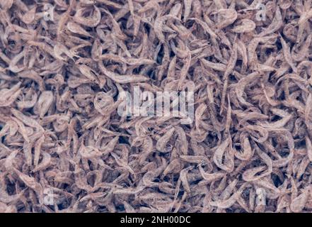 Plenty of dry shrimp background market for sell. Close-up pile texture detail bright light pink pale tone Stock Photo