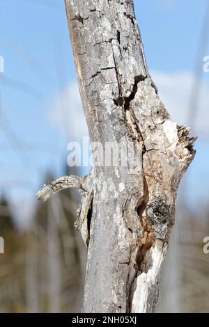 Dead tree close up, Quebec,Canada Stock Photo