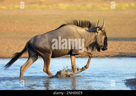 A blue wildebeest (Connochaetes taurinus) walking in water, Kalahari desert, South Africa Stock Photo