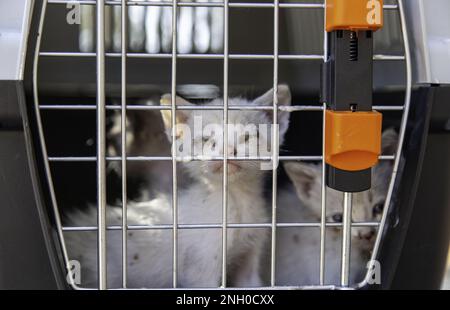 Detail of baby cat in a transport cage, trip to the vet Stock Photo