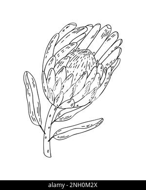 Hand drawn line Protea isolated on white background. Outline exotic flower. King Protea Stock Vector