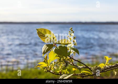 Bird cherry flowers by a lake at spring Stock Photo