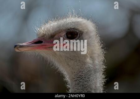 closeup of an ostrich head, side view, blurry background Stock Photo