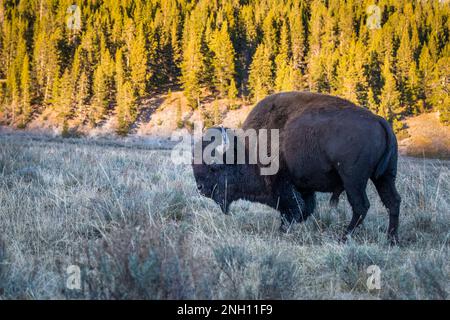 A large bull bison grazing on frost covered grass in Yellowstone National Park in autumn, United States. Stock Photo