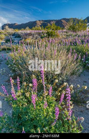 Arizona lupine blooming, chuparosa perennial, springtime in Cottonwood Canyon, Cottonwood Mtns in dist, Joshua Tree National Park, California, USA Stock Photo