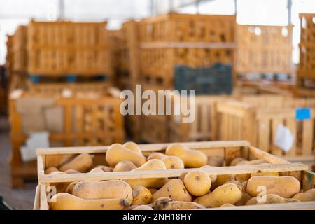 Large wooden box full of houneynut squashes in warehouse Stock Photo