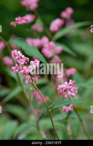 Persicaria campanulata Rosenrot, Persicaria campanulata Rosea, pink flowers Stock Photo