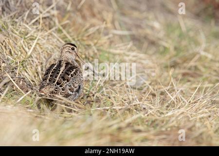 Croccolone - The great snipe (Gallinago media) is a small stocky wader in the genus Gallinago Stock Photo