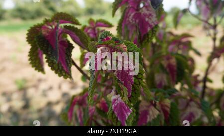 Beautiful multi color leaves red, yellow, pink, green miana or Coleus atropurpureus flower plant Stock Photo