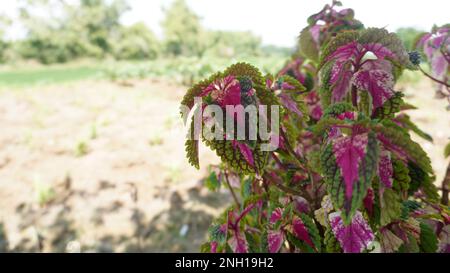 Beautiful multi color leaves red, yellow, pink, green miana or Coleus atropurpureus flower plant Stock Photo