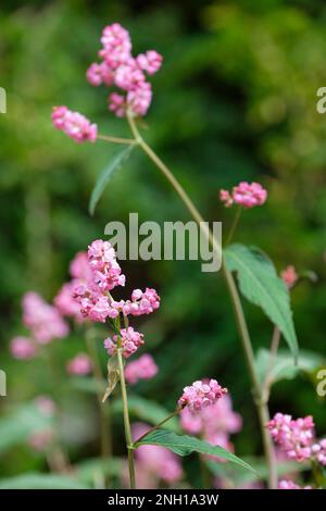 Persicaria campanulata Rosenrot, Persicaria campanulata Rosea, pink flowers Stock Photo