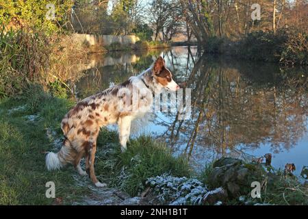 A tri coloured red merle border collie stood on a river bank, Surrey, UK. Stock Photo