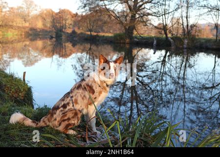 A tri coloured red merle border collie stood on a river bank, Surrey, UK. Stock Photo