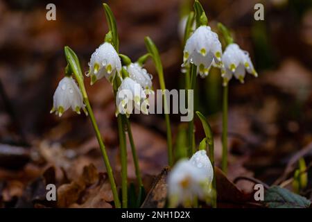 spring snowflake flowers covered with raindrops in a forest Stock Photo