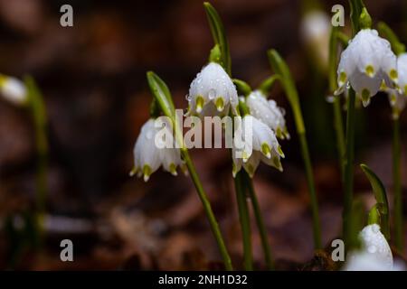 spring snowflake flowers covered with raindrops in a forest Stock Photo