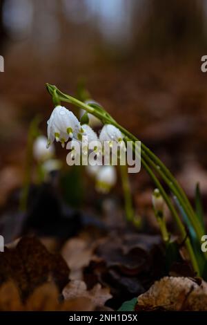 spring snowflake flowers covered with raindrops in a forest Stock Photo