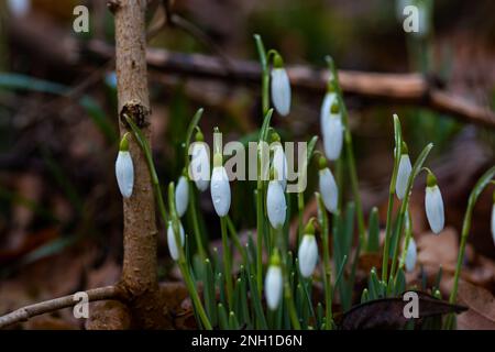 snowdrop flowers covered with raindrops in a forest Stock Photo