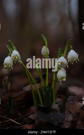 spring snowflake flowers covered with raindrops in a forest Stock Photo