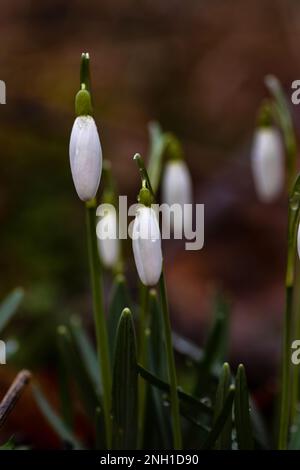 snowdrop flowers covered with raindrops in a forest Stock Photo
