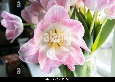 Yellow stamen of pink tulip macro Stock Photo