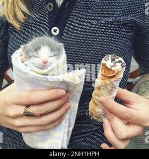 Kitten hiding in ice cream, owner simulating resemblance to cupcake Stock Photo