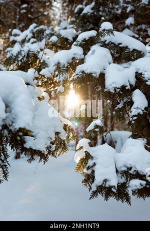 A vertical shot of the sun shining through a canopy of snow-dusted trees in a serene winter forest Stock Photo