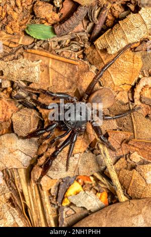 Ground spider, Gnaphosidae sp., Miandrivazo. Endemic spider hunting on ground. Madagascar wildlife animal Stock Photo