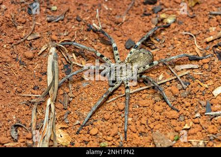 Wolf spider, endemic members of the family Lycosidae, robust and agile hunters with excellent eyesight.. Ranohira Isalo, Madagascar wildlife Stock Photo