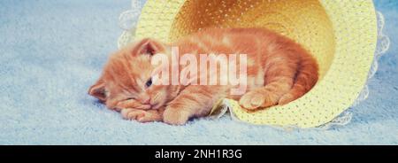 Little kitten lying in the straw hat on a blue blanket. Horizontal banner Stock Photo