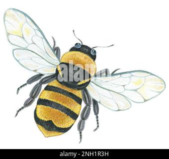 Animals-Honey Bee Stock Photo