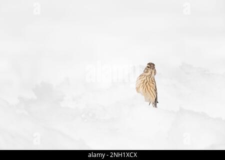 Common linnet female looking at camera, fine art portrait in the winter season (Linaria cannabina) Stock Photo