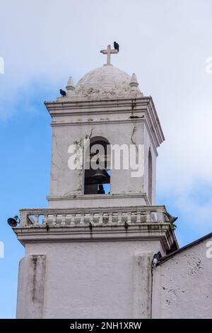 Black Vultures perch on the bell tower of the Church of San Felipe or Church of the Black Christ in Portobelo, Panama.  The church is famous for its s Stock Photo