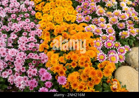 High angle of bunches of colorful fragrant chrysanthemums of various species growing in garden in Vietnam Stock Photo