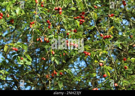 Rosa eglanteria (rubiginosa), also known as Sweet Briar Rose. Seen here ripe red berries ready for harvesting. Shrub or bush full of ripe red berries Stock Photo