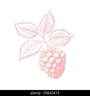 Hand drawn sketch black and white of raspberry, leaf, berry plant. Vector illustration. Elements in graphic style label, card, sticker, menu, package. Stock Vector