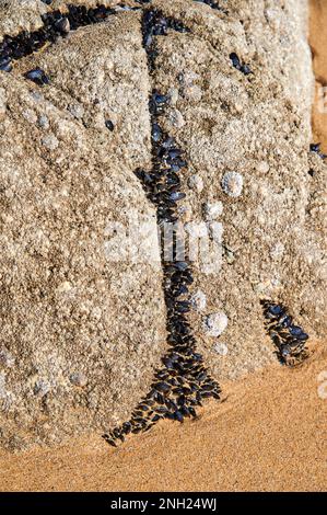 Rocks on the beach overgrown with shells and limpets. Stock Photo