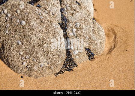 Rocks on the beach overgrown with shells and limpets. Stock Photo