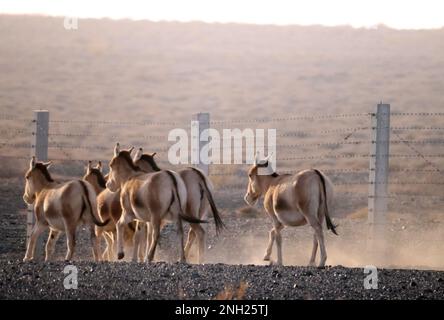 Hohhot. 18th Feb, 2023. This photo taken on Feb. 18, 2023 shows a herd of Mongolian wild asses in the Urad natural reserve near the China-Mongolia border, in the city of Bayan Nur, north China's Inner Mongolia Autonomous Region. TO GO WITH 'Rare wild asses spotted near China-Mongolia border' Credit: Li Yunping/Xinhua/Alamy Live News Stock Photo