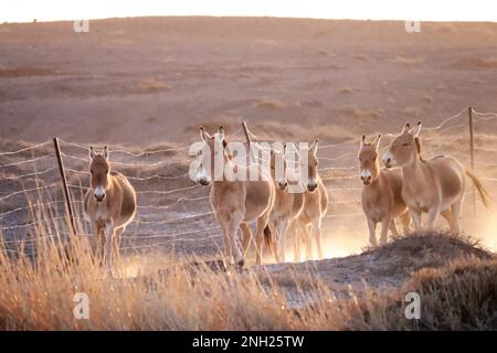 Hohhot. 18th Feb, 2023. This photo taken on Feb. 18, 2023 shows a herd of Mongolian wild asses in the Urad natural reserve near the China-Mongolia border, in the city of Bayan Nur, north China's Inner Mongolia Autonomous Region. TO GO WITH 'Rare wild asses spotted near China-Mongolia border' Credit: Li Yunping/Xinhua/Alamy Live News Stock Photo