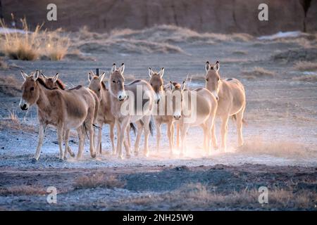 Hohhot. 18th Feb, 2023. This photo taken on Feb. 18, 2023 shows a herd of Mongolian wild asses in the Urad natural reserve near the China-Mongolia border, in the city of Bayan Nur, north China's Inner Mongolia Autonomous Region. TO GO WITH 'Rare wild asses spotted near China-Mongolia border' Credit: Li Yunping/Xinhua/Alamy Live News Stock Photo